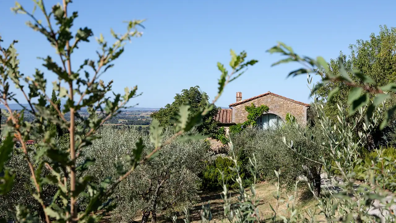 Oliveti biologici Il Falconiere