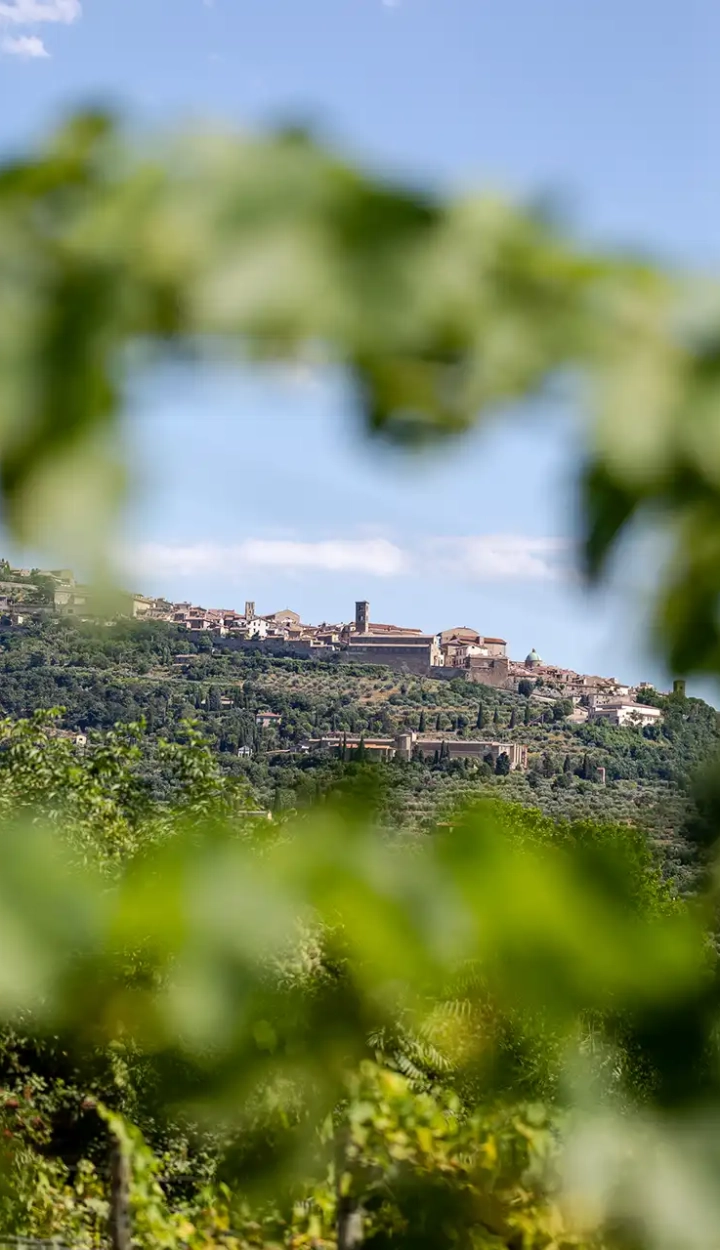 Scorcio Cortona horses experience