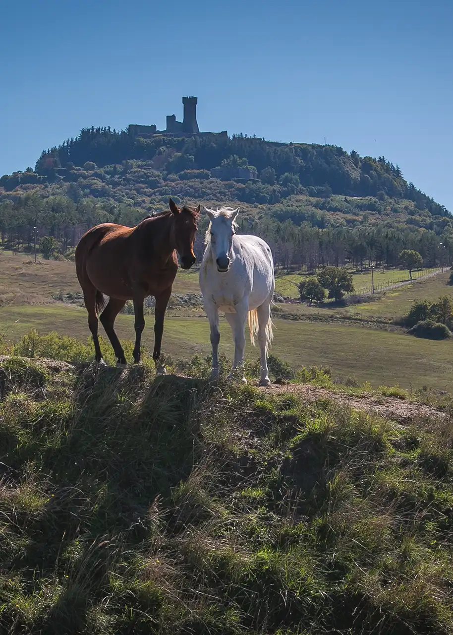 Cavalli su prato horses experience